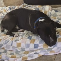 Angus - Photo 3