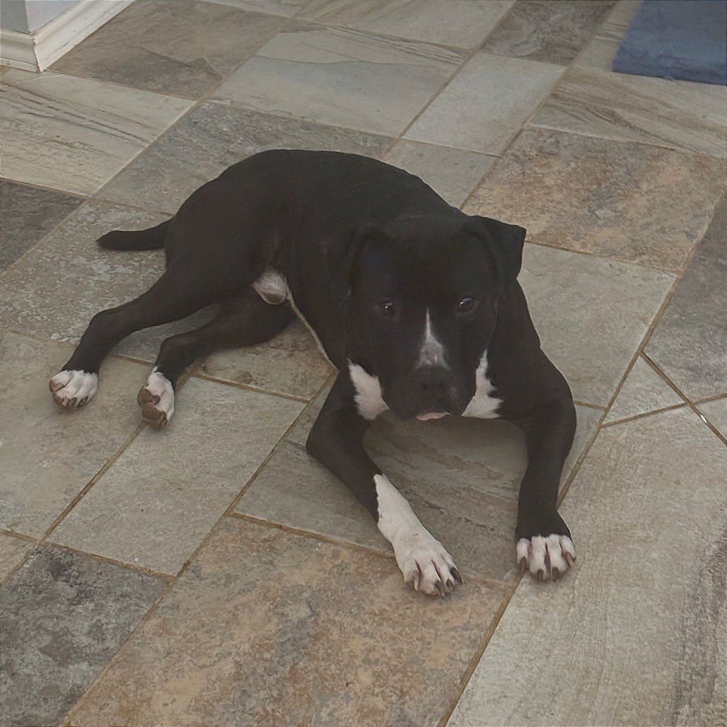 Angus - Photo 4