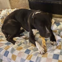 Angus - Photo 2