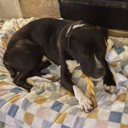 ANGUS - Pit Bull Terrier available for adoption