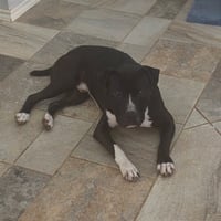 Angus - Photo 4