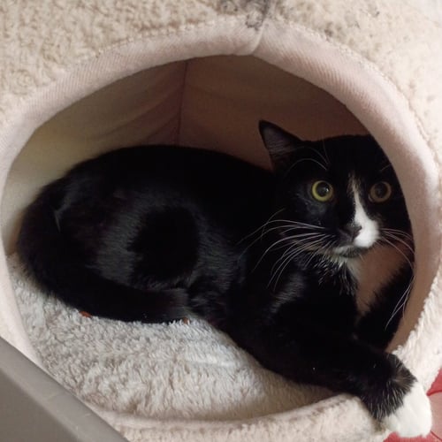 AMARIS - Domestic Short Hair available for adoption