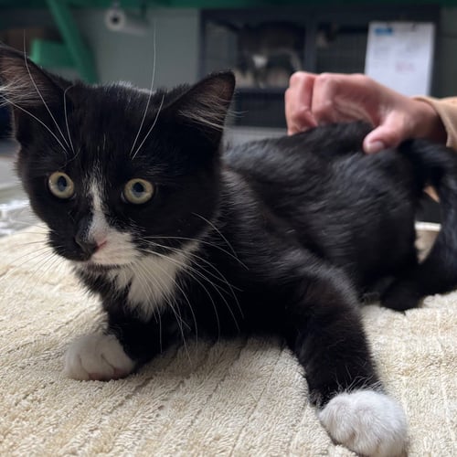 AMARIS - Domestic Short Hair available for adoption
