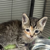 Juanita - Photo 1