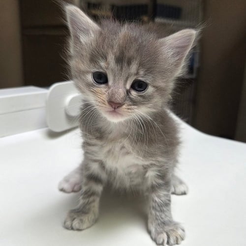 HOPPER - Domestic Short Hair available for adoption