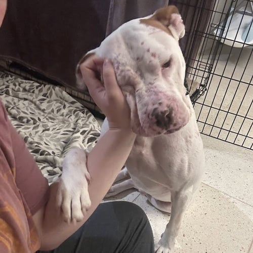 HAMILTON - Pit Bull Terrier available for adoption