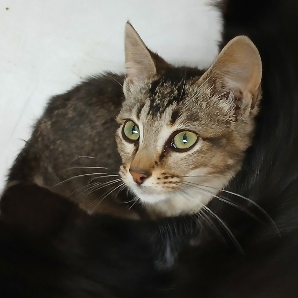 CLAWDIA - Domestic Short Hair available for adoption