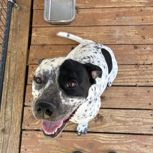 SPIKE - Terrier available for adoption