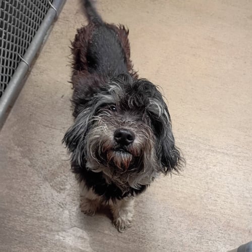 SIDE QUEST - Terrier available for adoption