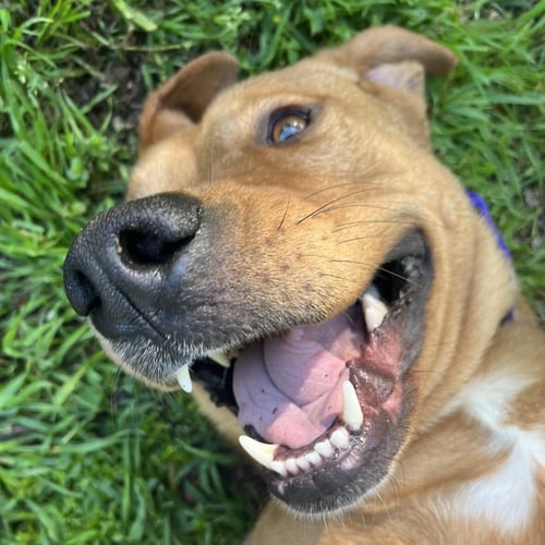 RORY - Labrador Retriever available for adoption
