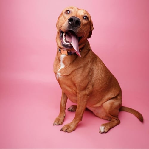 RORY - Labrador Retriever available for adoption