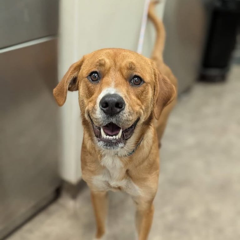 Maple Image