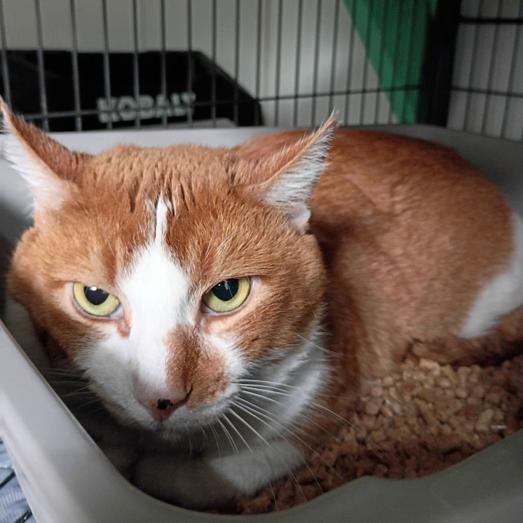 MARMALADE - Domestic Short Hair for adoption in McKinney