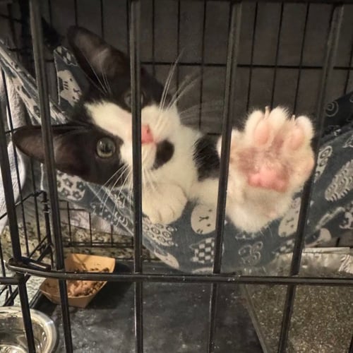 ROBINII - Domestic Short Hair available for adoption