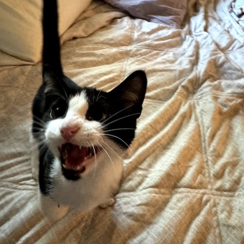 ROBINII - Domestic Short Hair for adoption in Denton