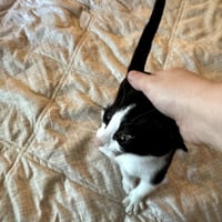 Robinii - Photo 3