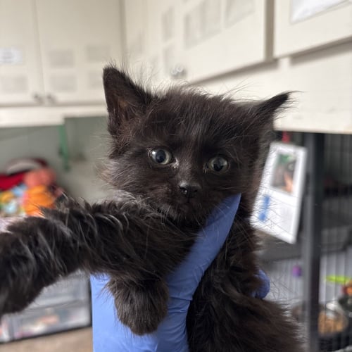 BRIELLE - Domestic Short Hair available for adoption