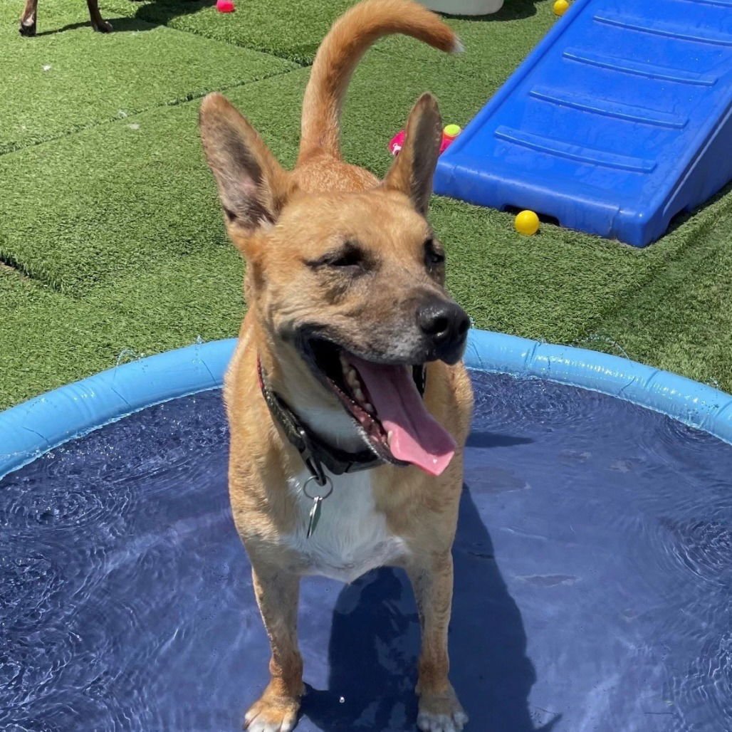 HANDSOME BEAUREGARD - Black Mouth Cur available for adoption