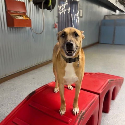 HANDSOME BEAUREGARD - Black Mouth Cur available for adoption