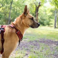 Handsome Beauregard - Photo 2
