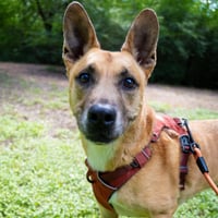 Handsome Beauregard - Photo 4