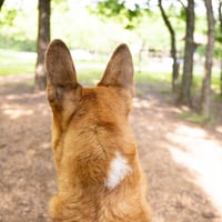 Handsome Beauregard - Photo 3