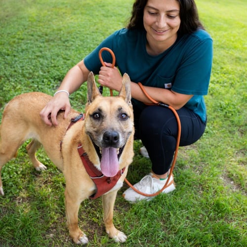 HANDSOME BEAUREGARD - Black Mouth Cur available for adoption