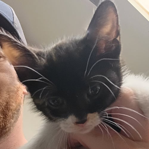 KEY - Domestic Short Hair available for adoption