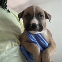 Bartholomew - Photo 2