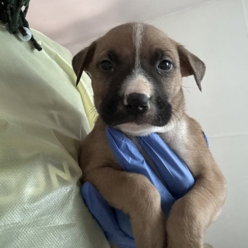 BARTHOLOMEW - Terrier available for adoption