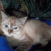 Rickon - Photo 1