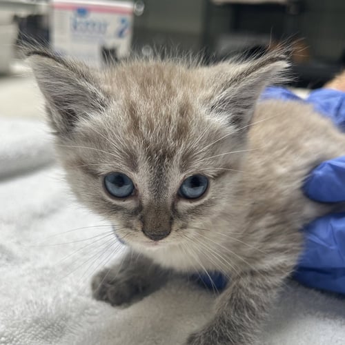 RICKON - Domestic Short Hair available for adoption