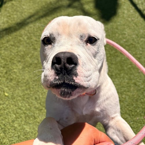 ALBERT - Boxer available for adoption