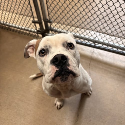ALBERT - Boxer available for adoption
