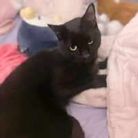 Asha - Photo 4