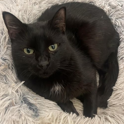 ASHA - Domestic Short Hair for adoption in Lewisville