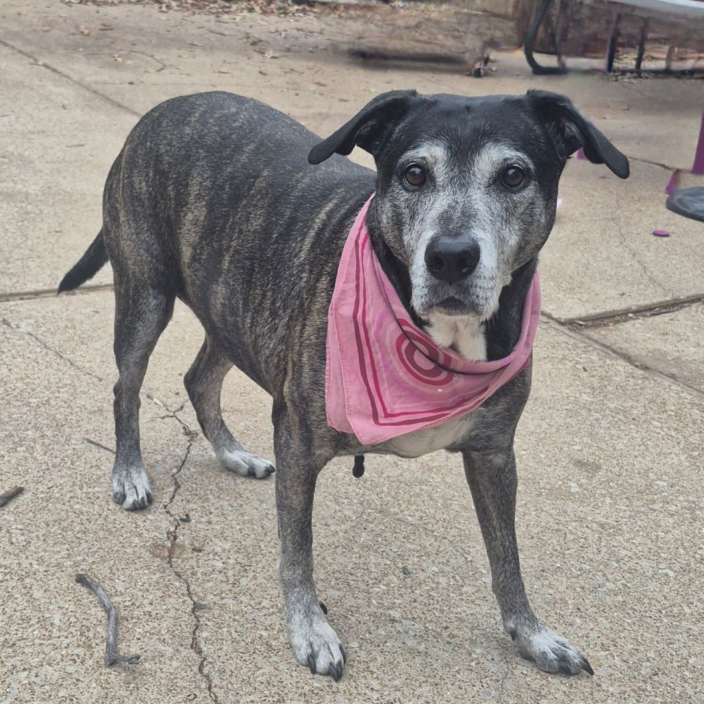 ZOEY XI (NEW DIGS) - Pit Bull Terrier available for adoption