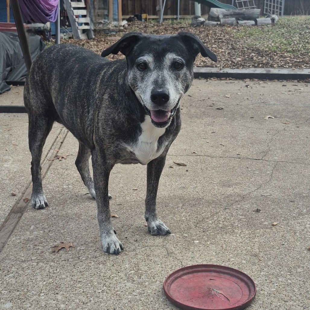 ZOEY XI (NEW DIGS) - Pit Bull Terrier available for adoption