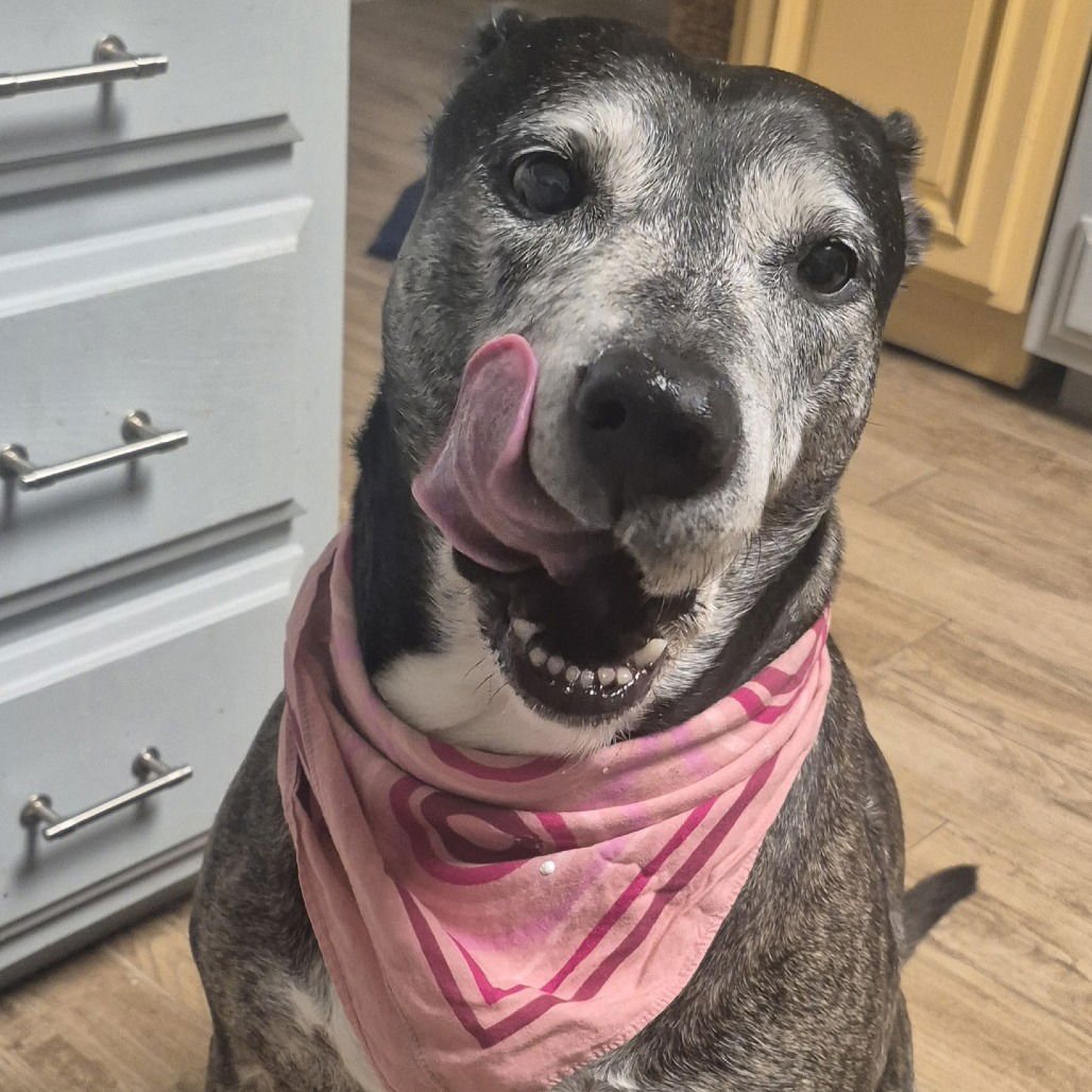 Zoey XI (New Digs) - Photo 3