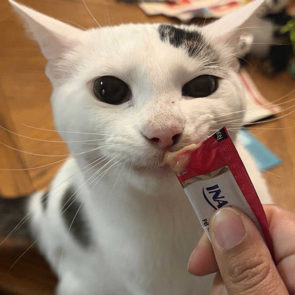 QUESO - Domestic Short Hair for adoption in Denton