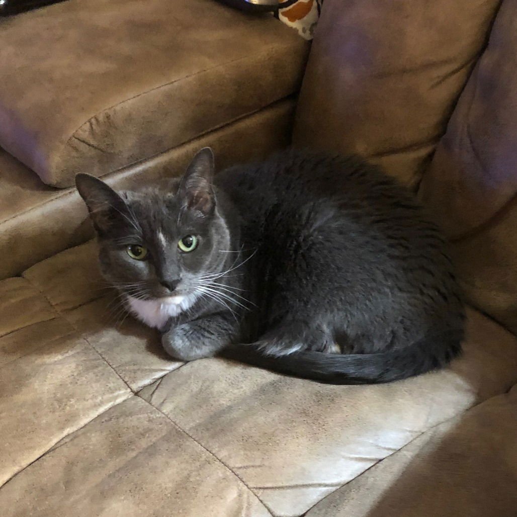 BOOTS IV (NEW DIGS) - Domestic Short Hair available for adoption