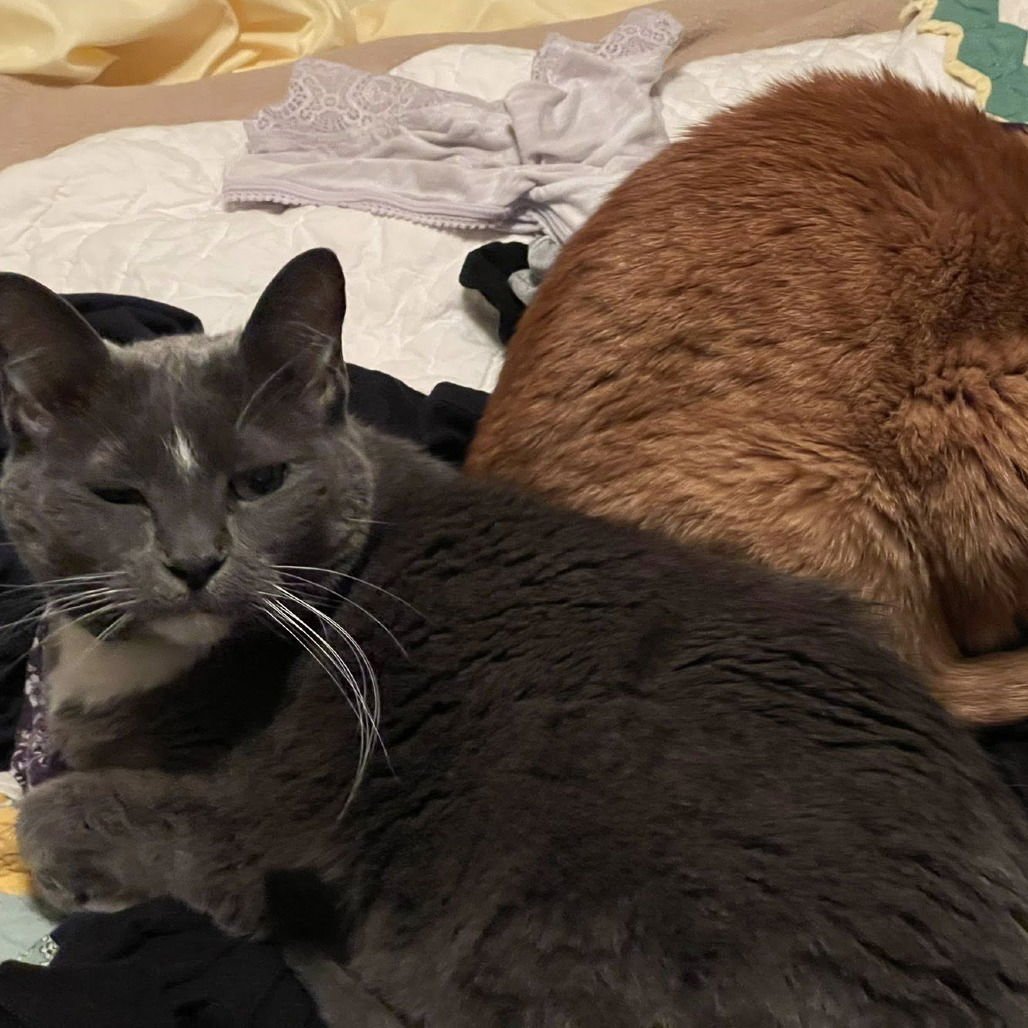 BOOTS IV (NEW DIGS) - Domestic Short Hair available for adoption