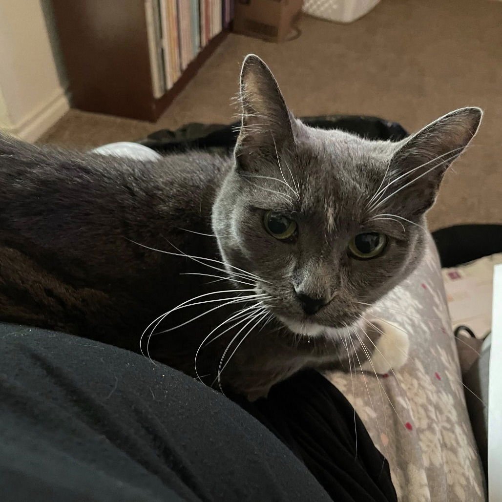 Boots IV (New Digs) - Photo 3