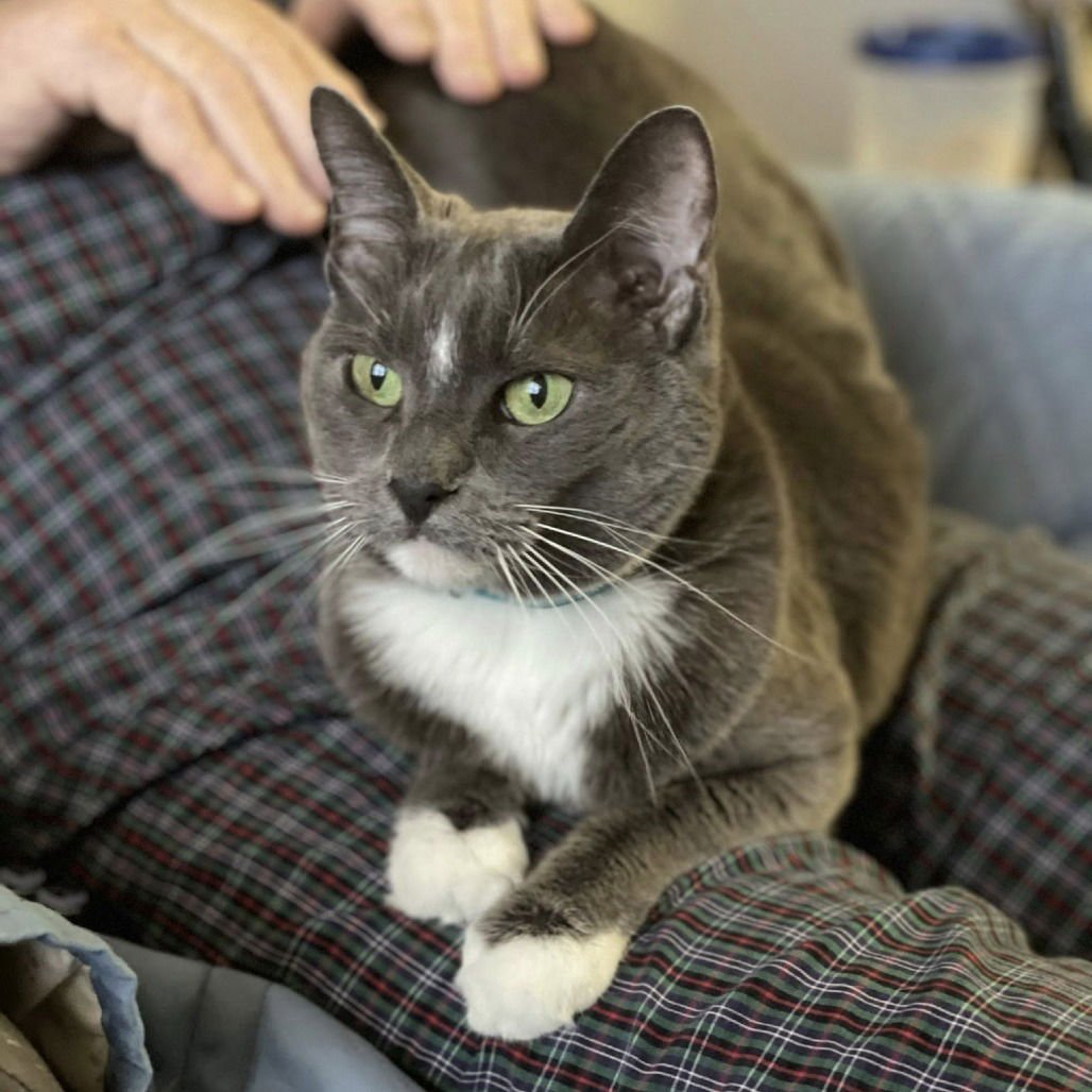 Boots IV (New Digs) - Photo 4