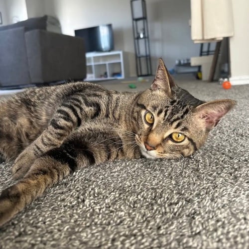 SAFARI - Domestic Short Hair for adoption in Carrollton