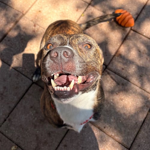 PETRIE - Plott Hound available for adoption