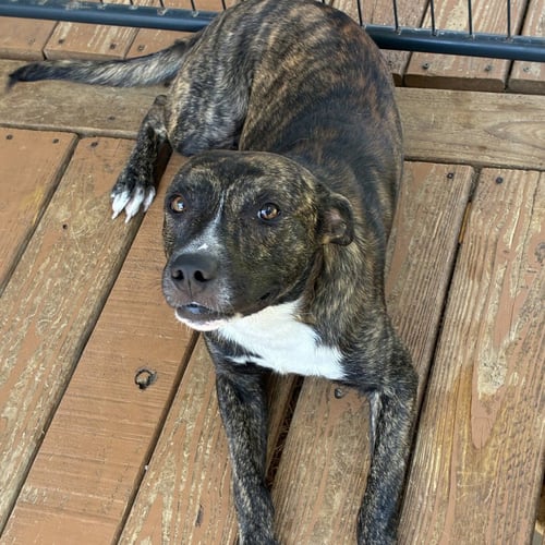 PETRIE - Plott Hound available for adoption