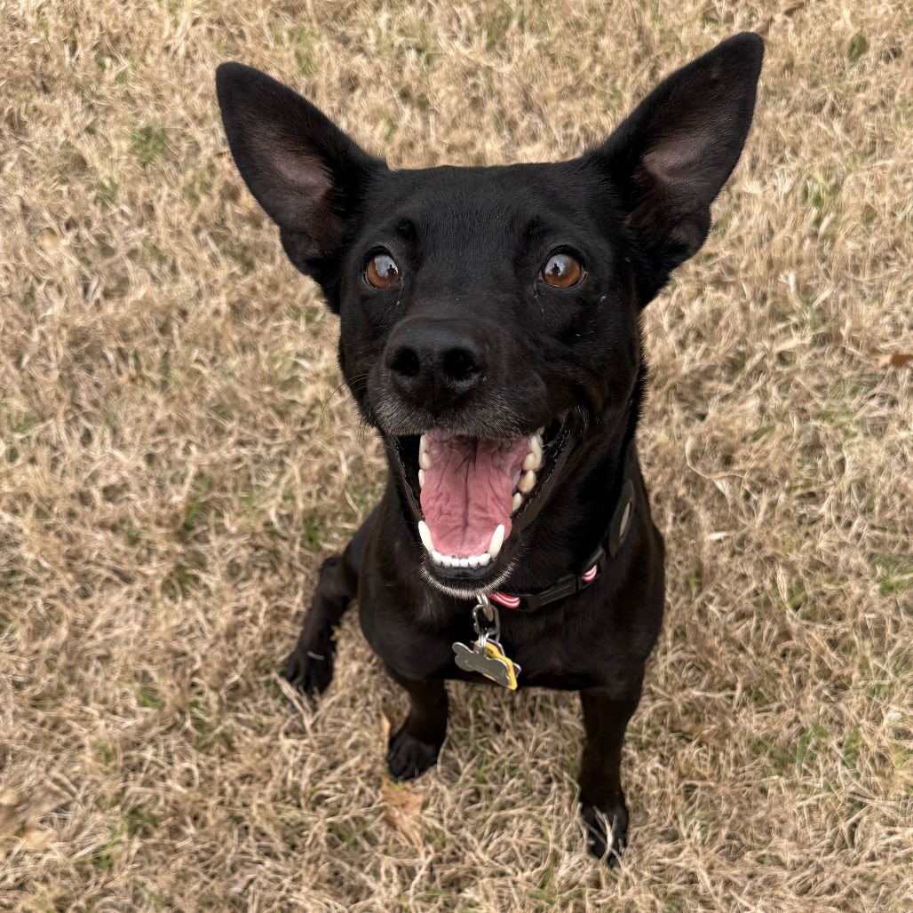 STORMY - Black Labrador Retriever available for adoption