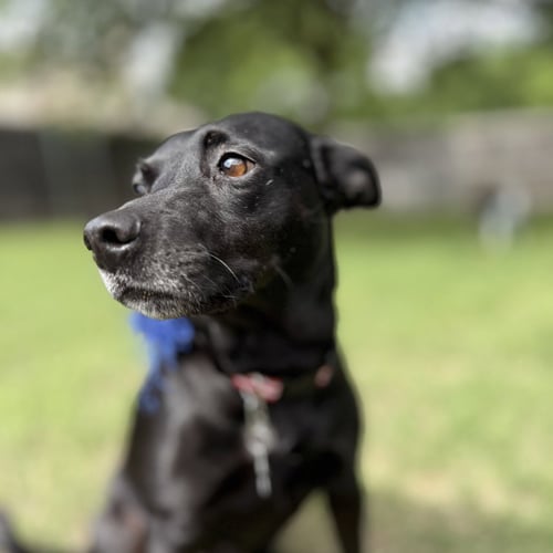 STORMY - Black Labrador Retriever available for adoption