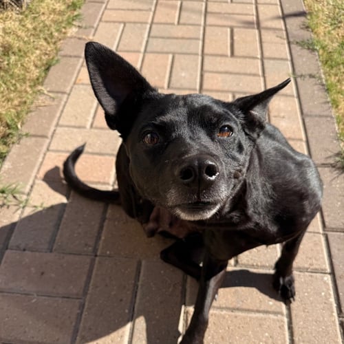STORMY - Black Labrador Retriever available for adoption